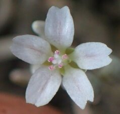 Claytonia exigua Flower